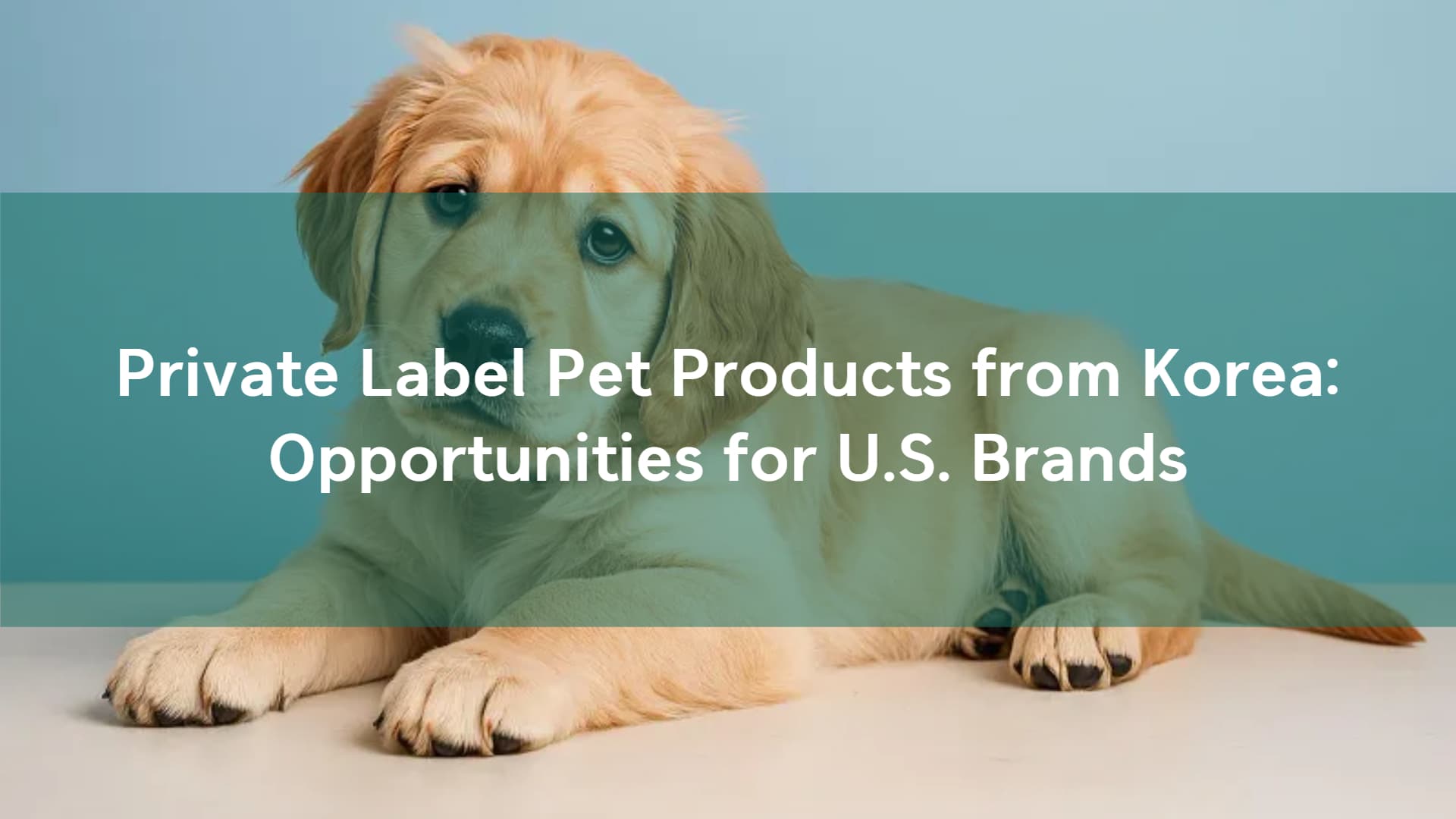 Private Label Pet Products: Korea's Edge for US Brands